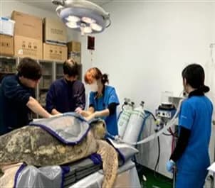 제주 성산서 구조된 붉은바다거북, 7년 치료 마치고 제주 바다로