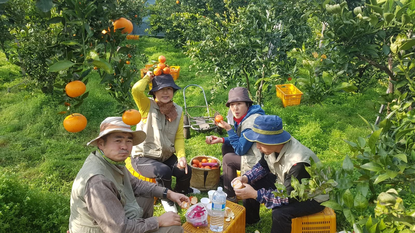 낭만부자, 수확철 맞아 '10박 11일 제주농부로 살아보기' 진행